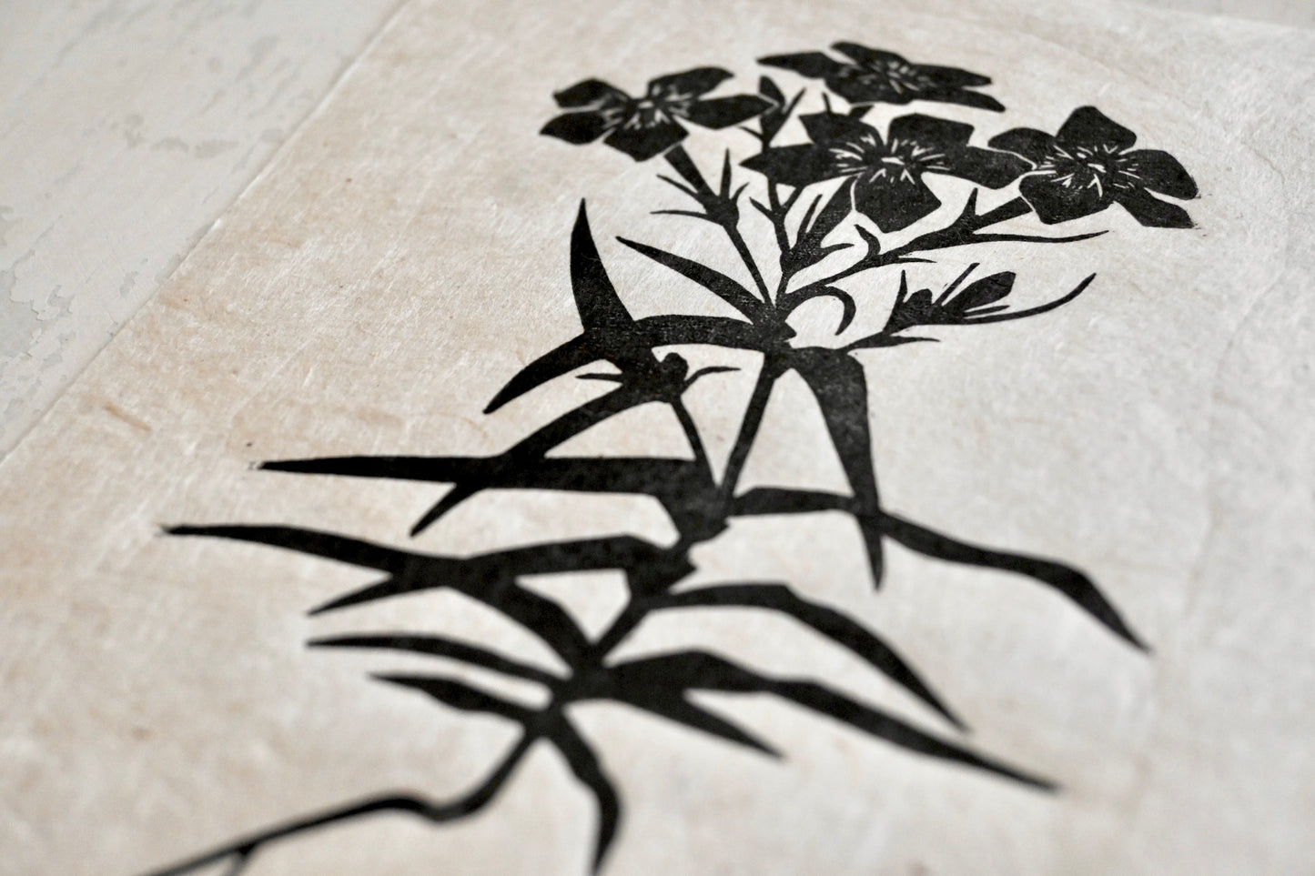 Downy Plox ✦ Prairie Phlox ✦ Linocut Print
