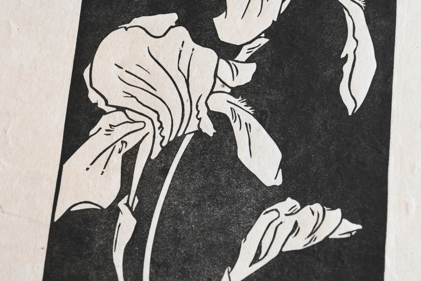 German Iris ✦ Linocut Print