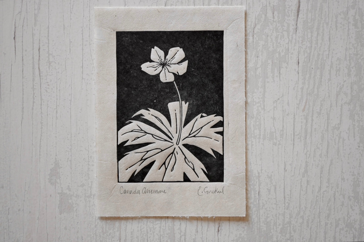 Canada Anemone ✦ Linocut Print ✦ Canadian Wildflower