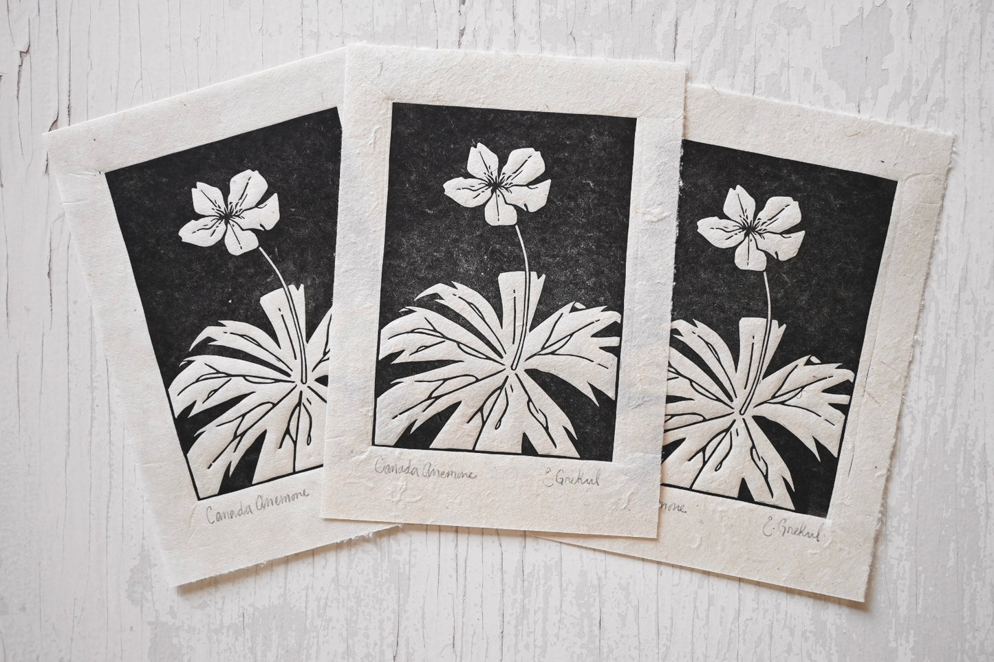 Canada Anemone ✦ Linocut Print ✦ Canadian Wildflower