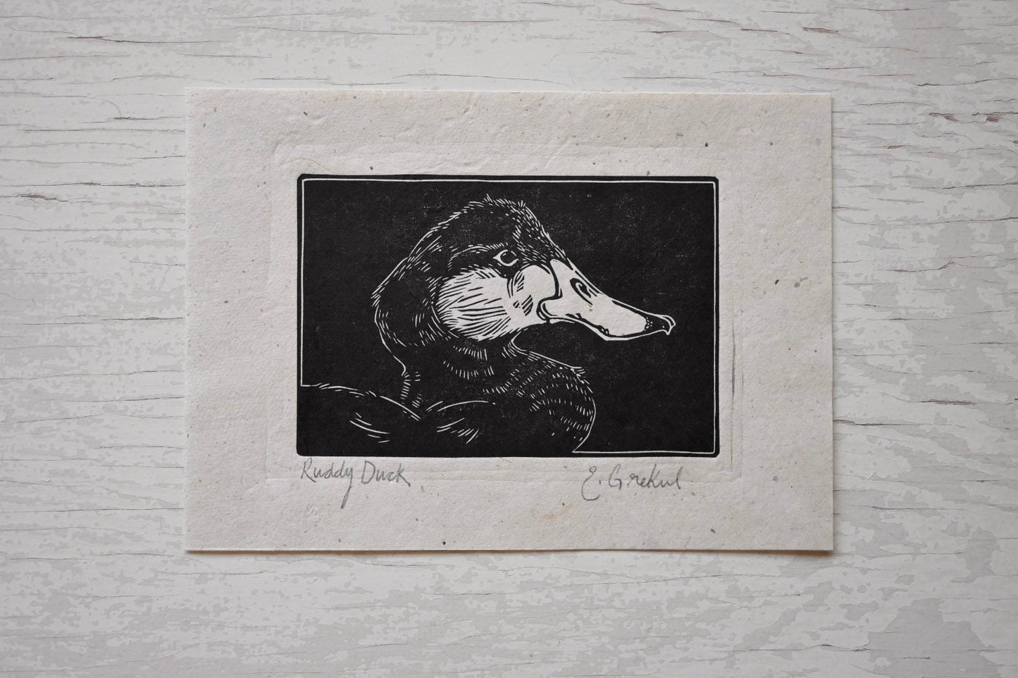 Ruddy Duck ✦ Linocut Print ✦ North American Waterfowl
