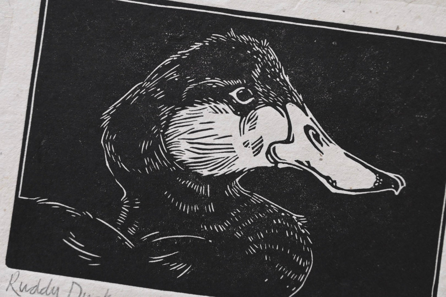 Ruddy Duck ✦ Linocut Print ✦ North American Waterfowl