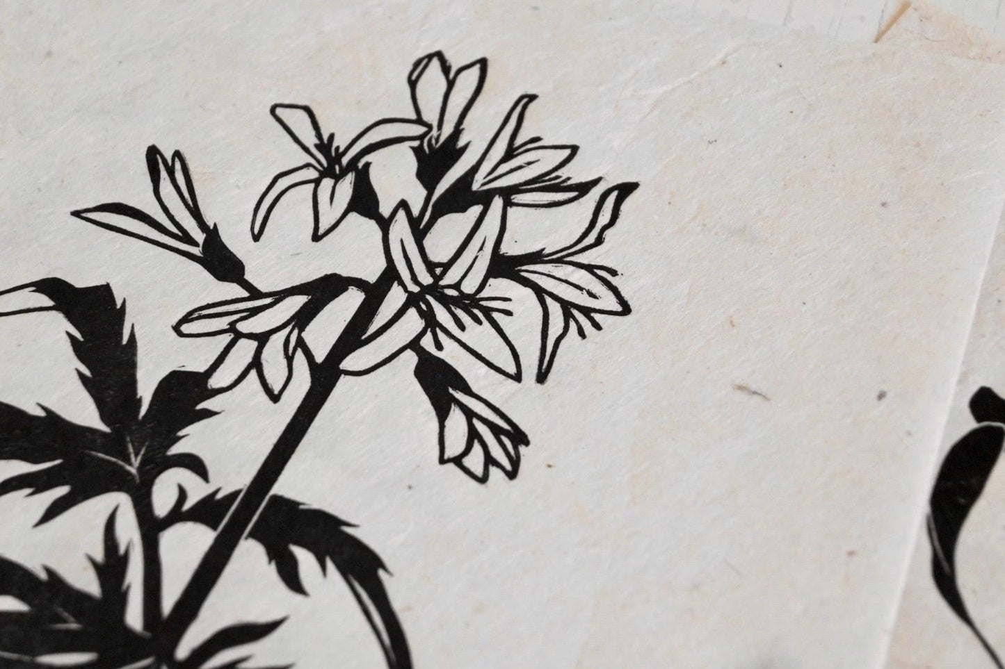Cutleaf Toothwort ✦ Linocut Wildflower Print