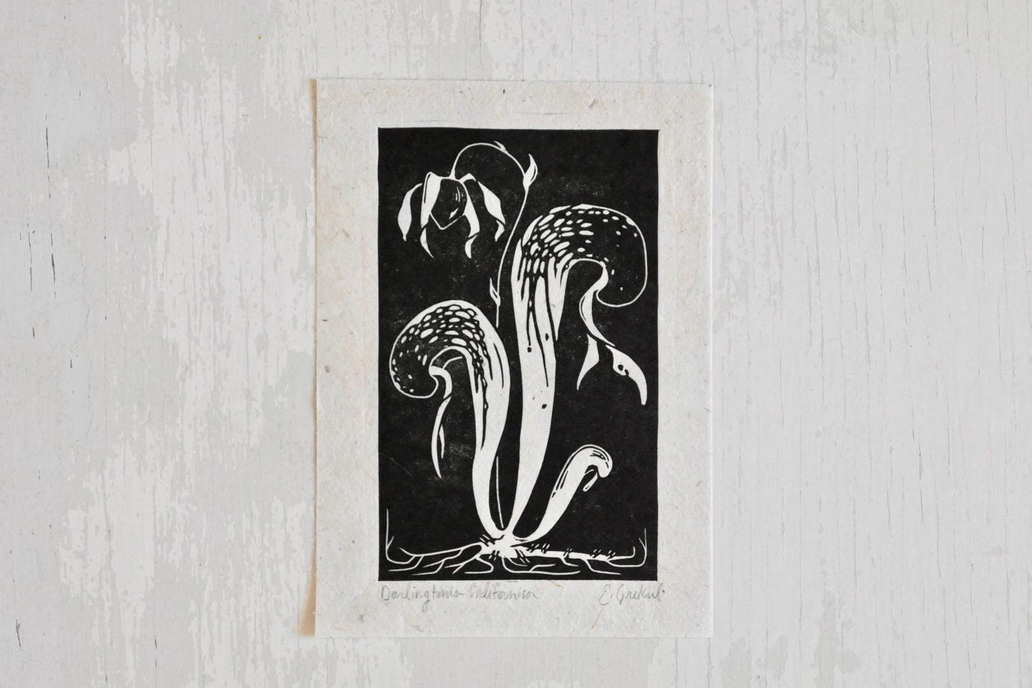 California Pitcher Plant ✦ Linocut Print