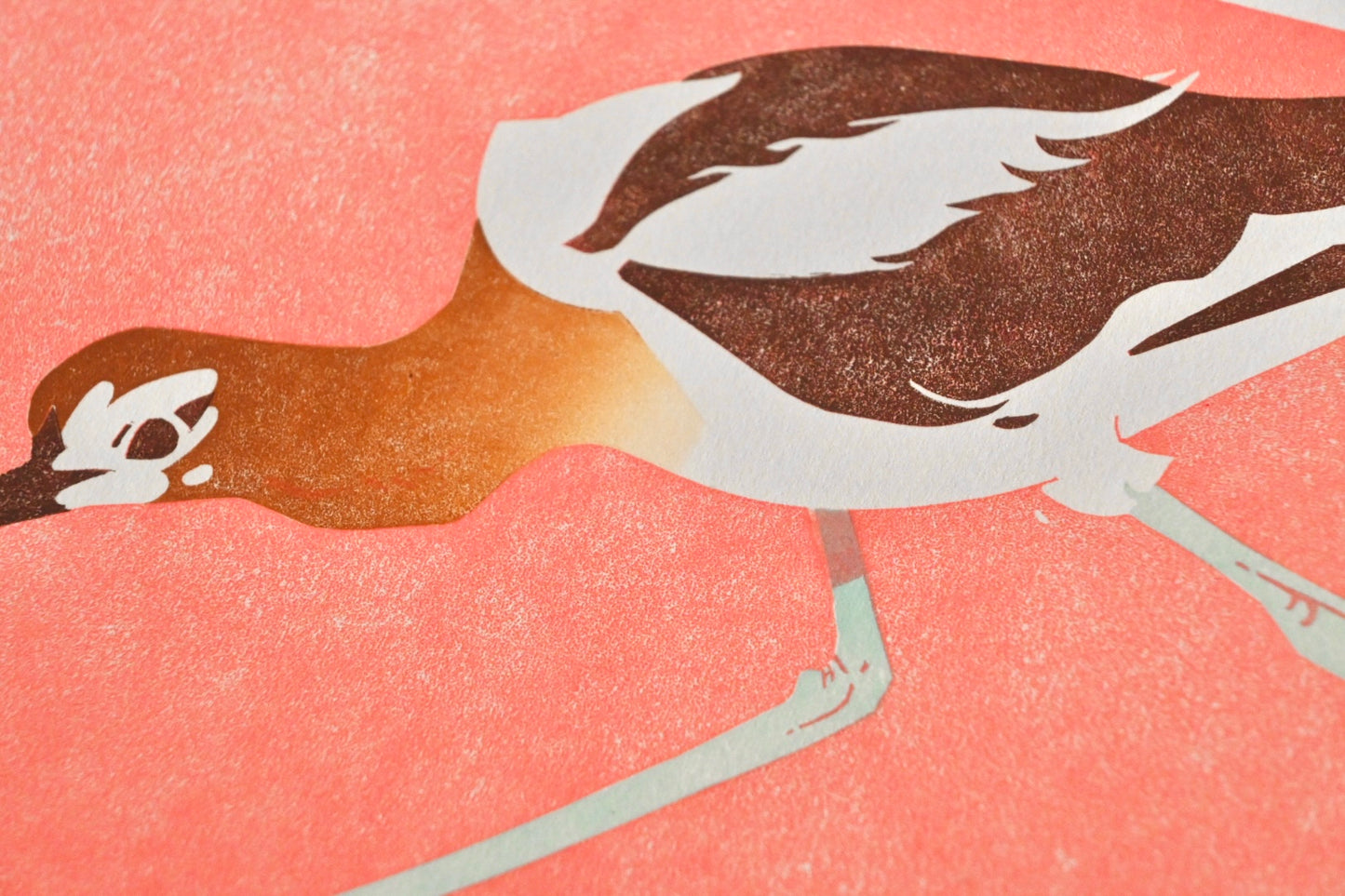 American Avocet