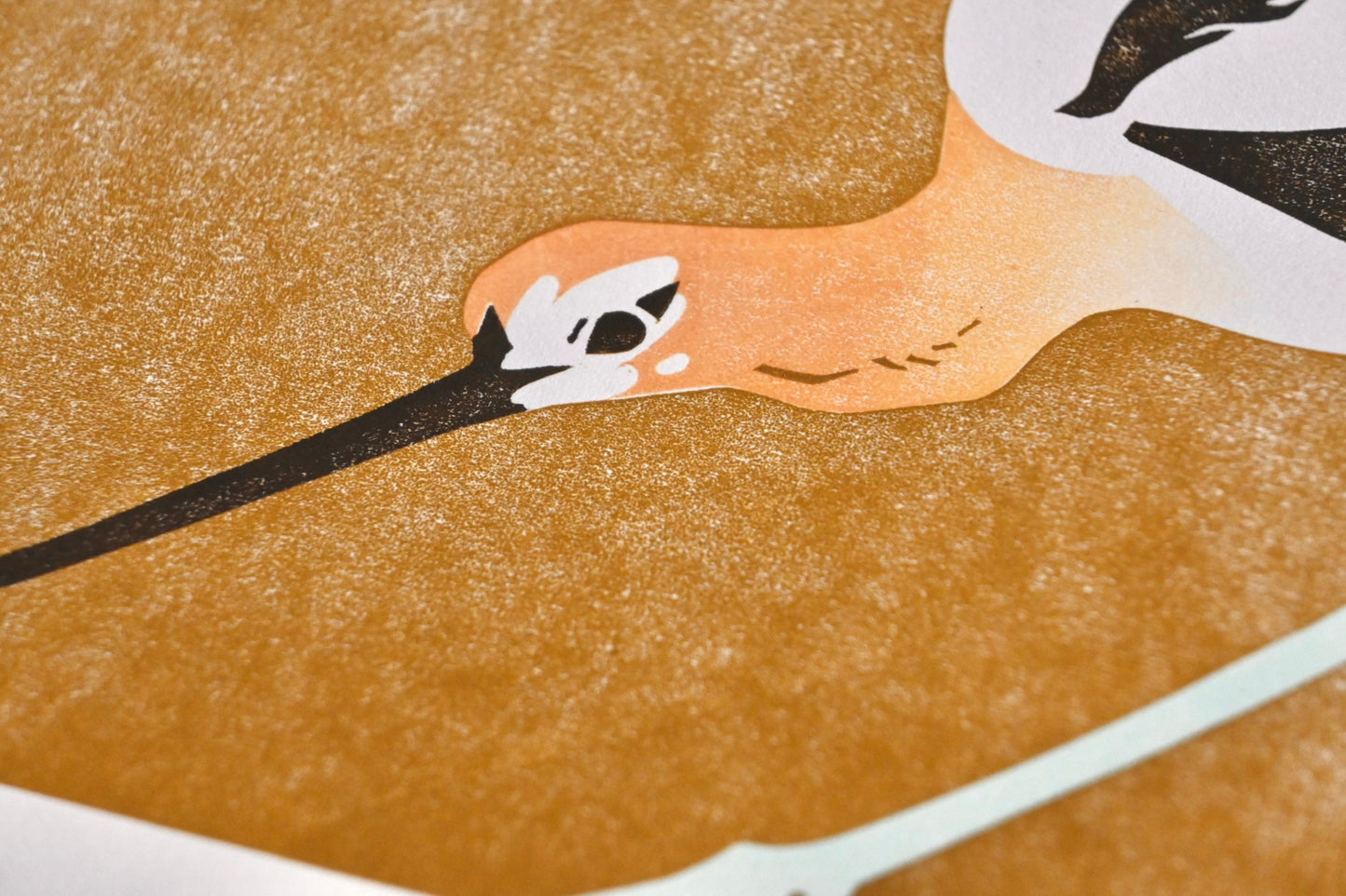 American Avocet