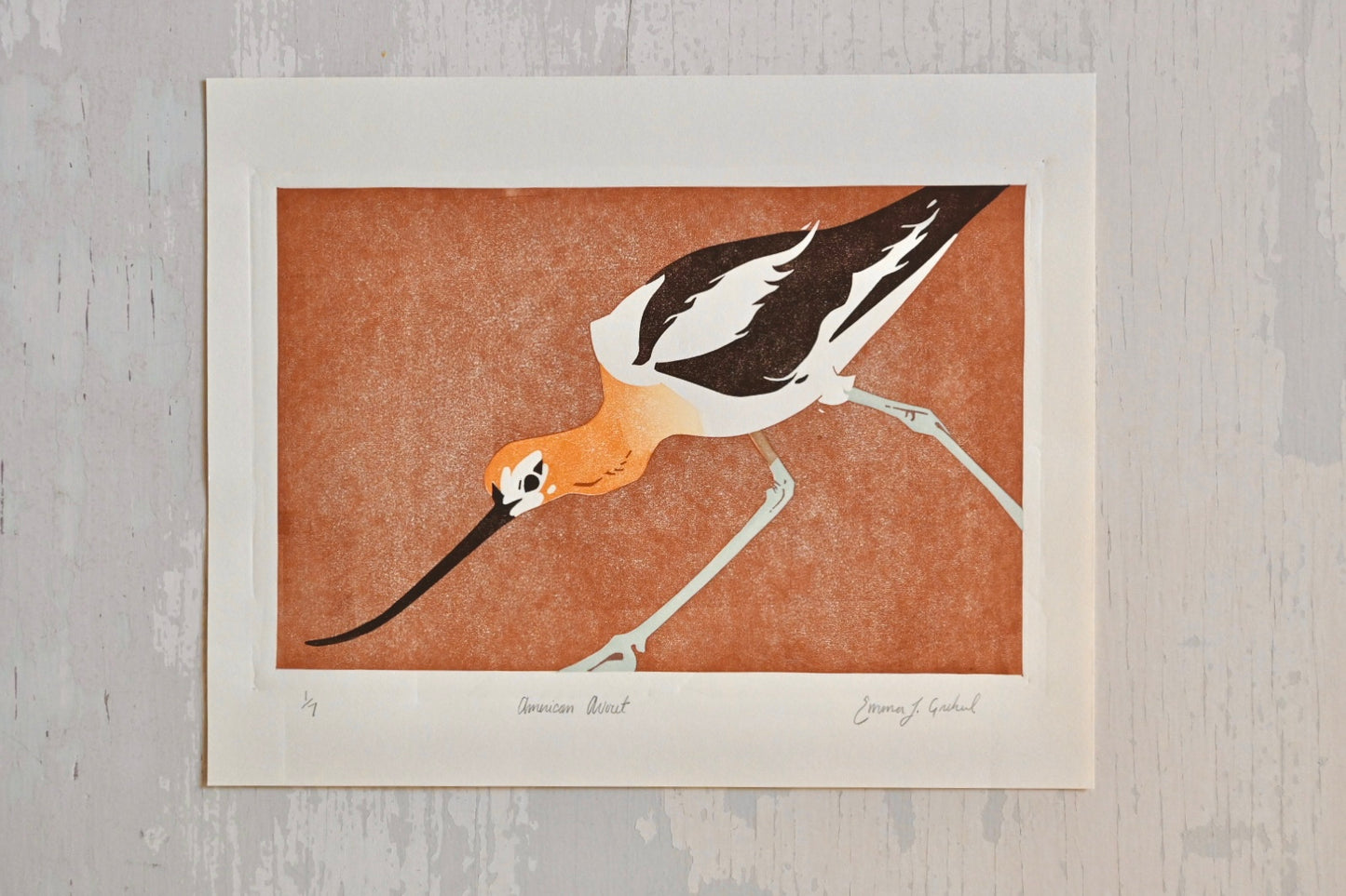 American Avocet